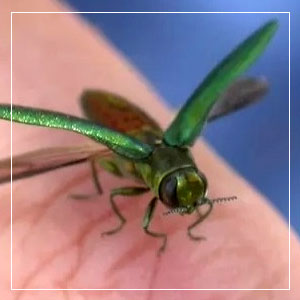 Emerald Ash Borer