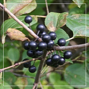 Common Buckthorn