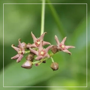 Gog Strangling Vine