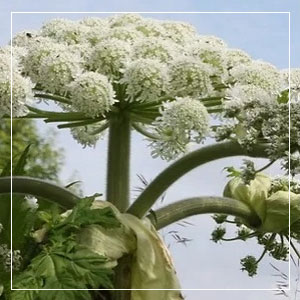Giant Hogweed