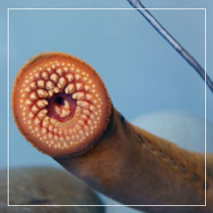 Sea Lamprey