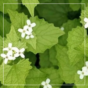 Garlic Mustard