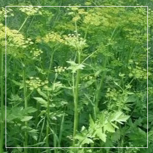 Wild Parsnip