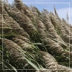 Phragmites