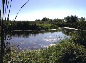Ponds - Constructing and Maintaining