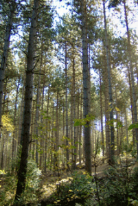 Managed Forest Tax Incentive Program