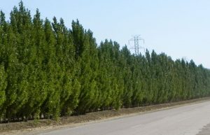 Windbreaks - Benefits